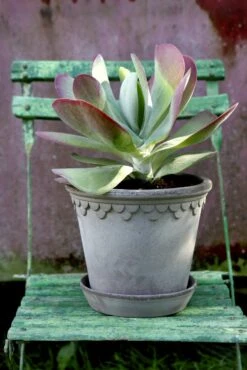 Bergs Potter Copenhagen Topf Grau, 12 Cm -Grünblick Verkäufe bergs potter copenhagen topf grau 3