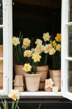 Grünblick Verkäufe -Grünblick Verkäufe bergs potter emilia topf rosa 15