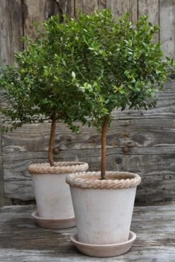 Bergs Potter Emilia Pot Rose Topf Rosa, 18 Cm -Grünblick Verkäufe bergs potter emilia topf rosa 4 4