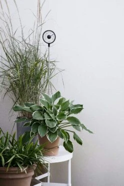 Eva Solo Thermometer Stehend 5 Eva Solo Thermometer Stehend -Grünblick Verkäufe eva solo thermometer stehend 0